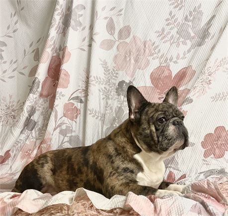 Chance*AKC Blue Merle- Chocolate Carrier*