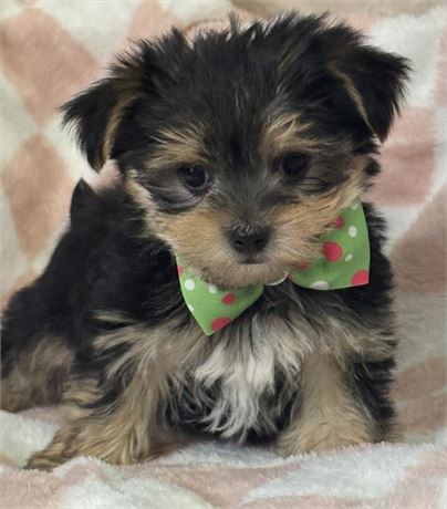 Morkie Male-tiny!