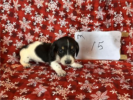 Mini dachshund clean usda