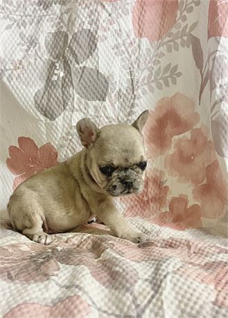 *Adorable Blue Merle Female Frenchie*