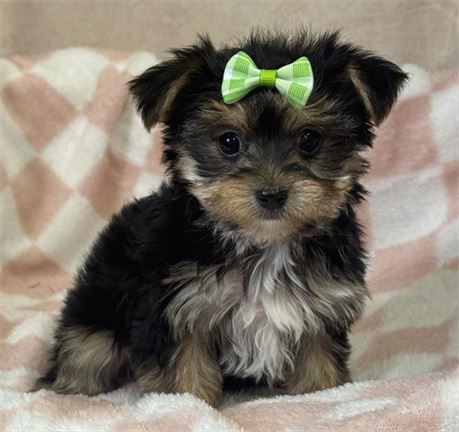 Morkie Female-tiny!