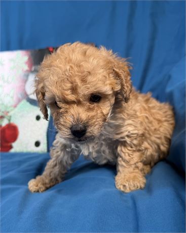 Poodle - Daizey’s # 1 (M)