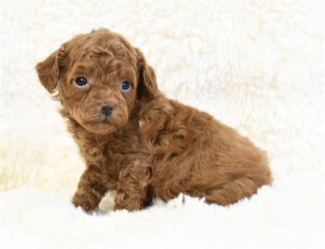 Albert ~ Adorable Red AKC Male Mini/Toy Poodle