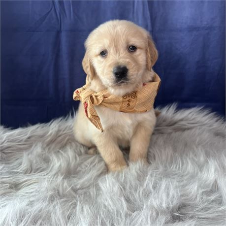 Male Golden Retriever