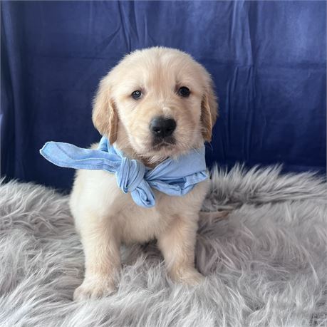 Male Golden Retriever