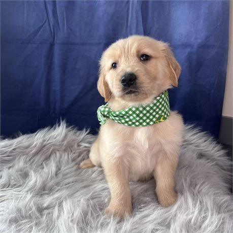 Male Golden Retriever