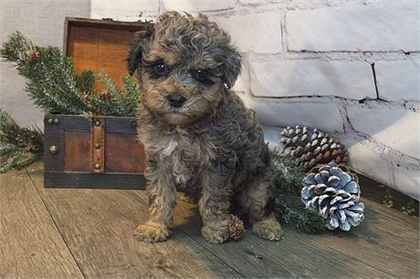 **clean USDA** Blue Merle Merlin