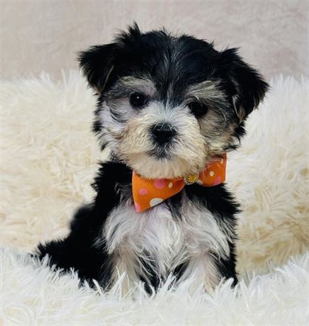 Morkie Male-tiny, adorable!