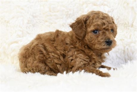 Daxton ~ Adorable Red AKC Male Mini/Toy Poodle