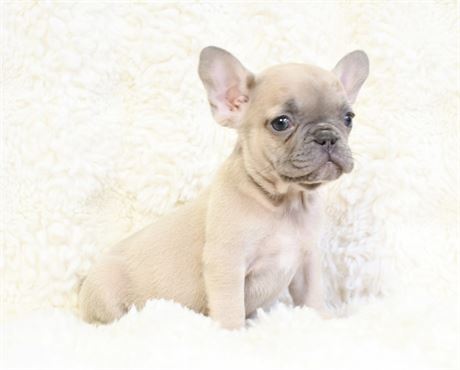 Pinto - Adorable AKC Male French Bulldog!