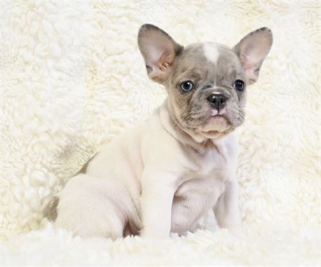 Figgy - Adorable AKC Female French Bulldog!