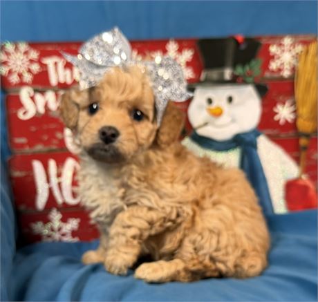 Poodle - Daizey’s # 4 (F)