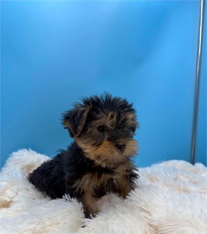 BOUNCY PLAYFUL BABY BOY