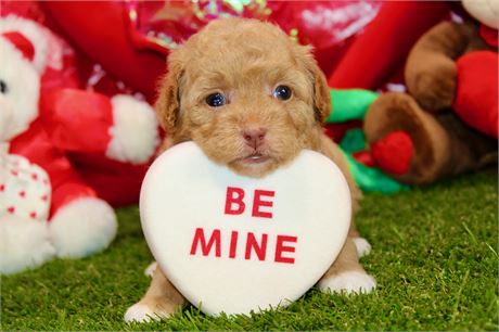 APRICOT MALE TOY POODLE 655