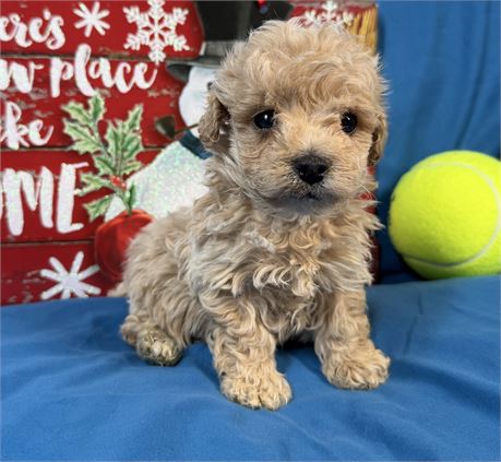 Poodle - Daizey’s # 3 (M)