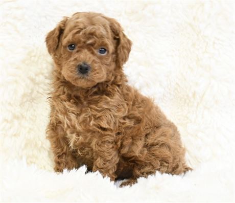 Westley ~ Adorable Red AKC Male Mini/Toy Poodle