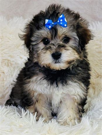 Yorkie-Poo Female-beautiful coat