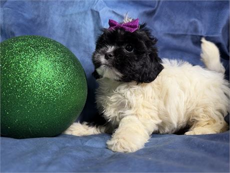 ShihPoo - Marigold’s  # 5 (F)