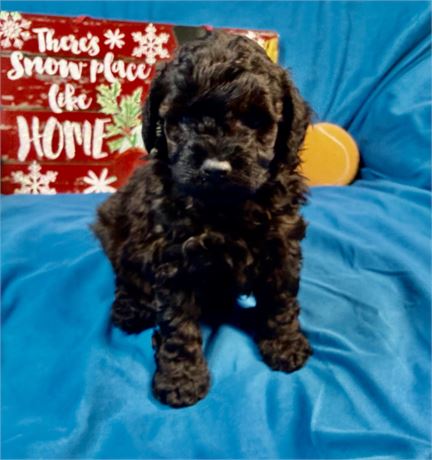 Poodle - Daizey’s # 2 (M)