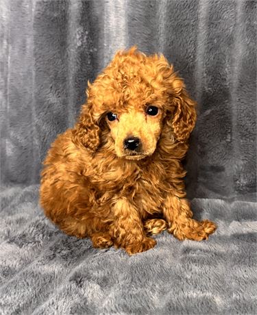 APRI Toy Male ~1.10 pounds