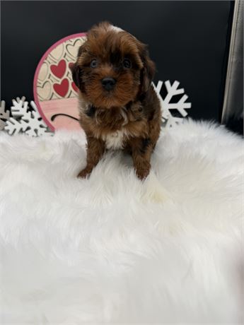 Sadie's Merle Yorkiepoo Male 1