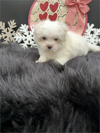 Clara's Maltese Male 1