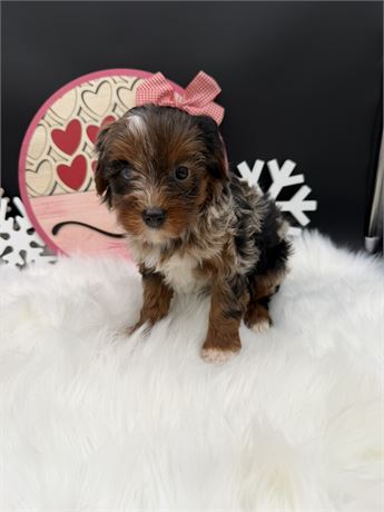 Sadie's Merle Yorkiepoo Female