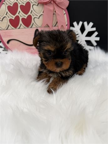 Gigi's Yorkie Male