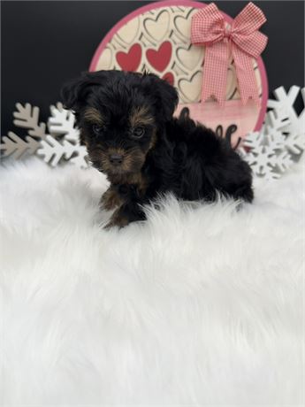 Sadie's Merle Yorkiepoo Male 2
