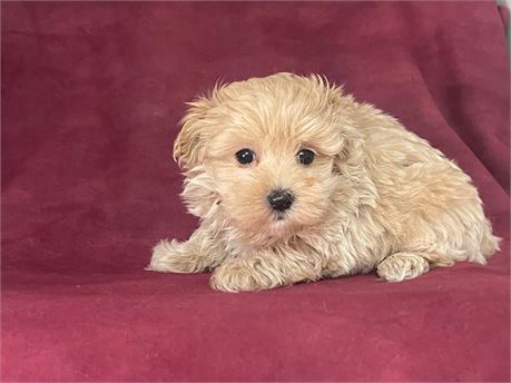 Male Maltipoo