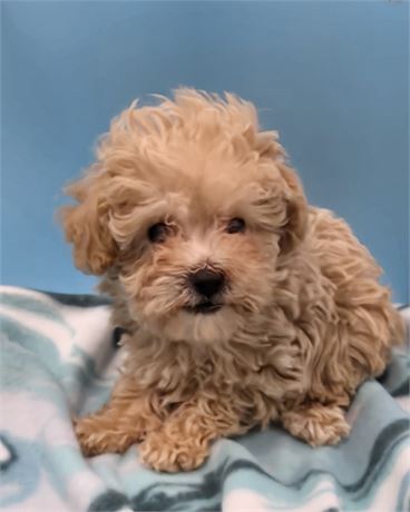 AWESOME LITTLE BABY BOY 1lb 7oz @ 9wks