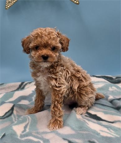 FABULOUS LITTLE GUY 1lb 10oz