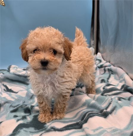 BEAUTIFUL BABY BOY 1lb 15oz