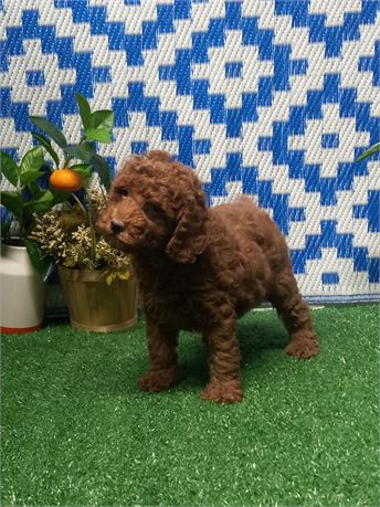 * Charlize * female Mini Poodle