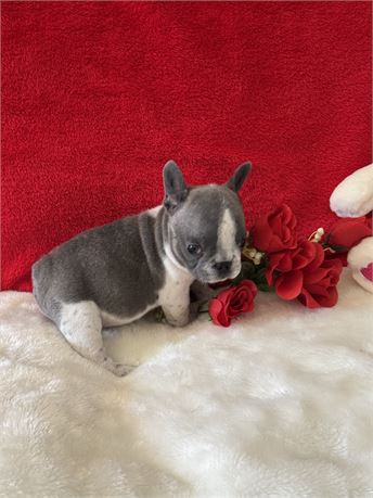 NICE AKC FEMALE PARIS