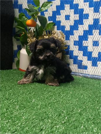 * Toby * male Morkie