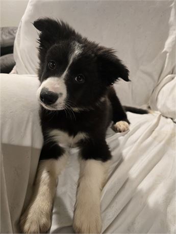 CPR Male Border Collie