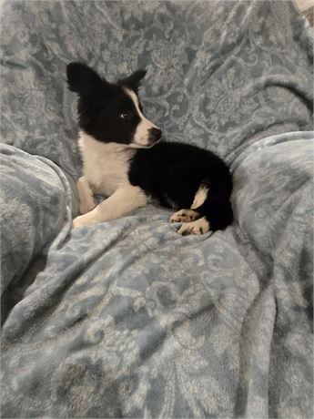 CPR female Border Collie