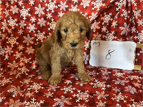 Goldendoodle clean usda