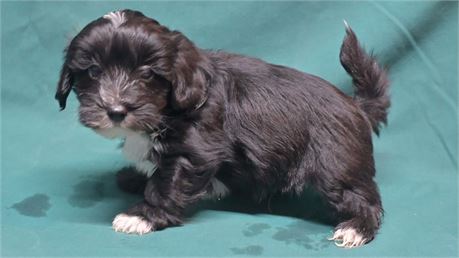 Shih-Apso-Poo Wendell