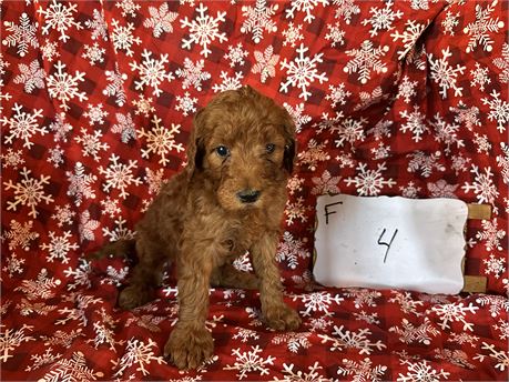 Goldendoodle clean usda