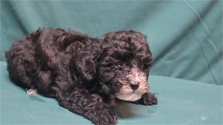 Shih-Apso-Poo Oakley