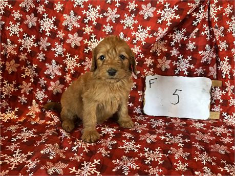 Goldendoodle clean usda