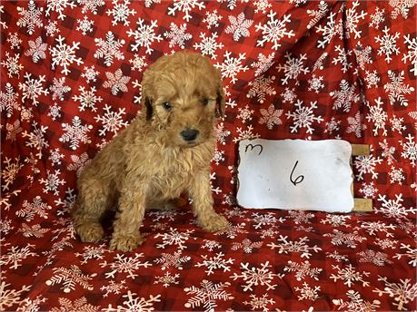 Goldendoodle clean usda