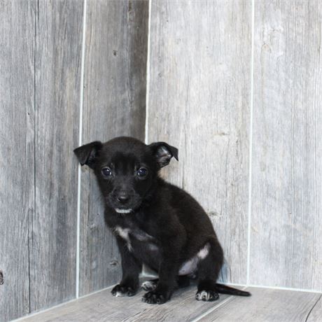 2613-06 Belgian Tervuren/Mountain Cur