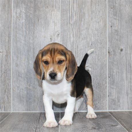 2614-08 Beagle