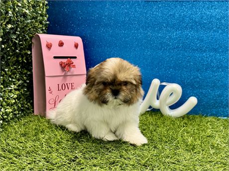 Male shih tzu