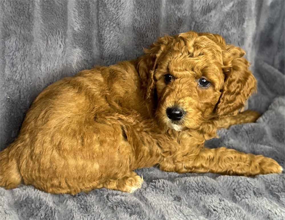 ACHC F1B Mini Goldendoodle