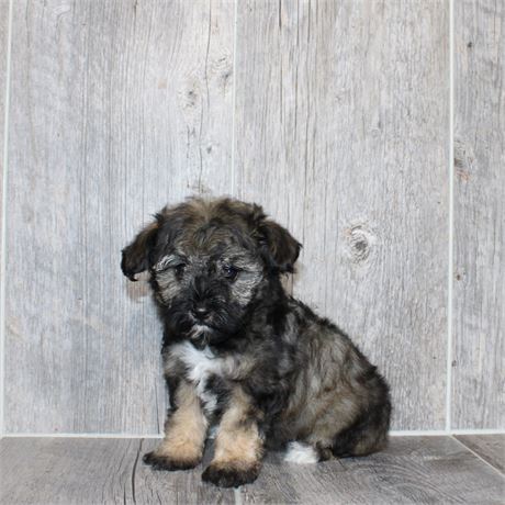 2616-01 Schnoodle