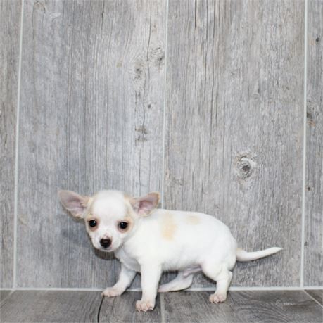 2615-02 Chihuahua
